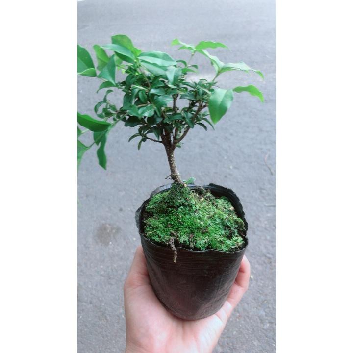 Sam Hương BonsaI