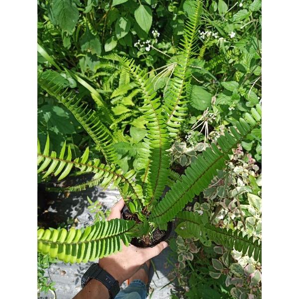 Cây dương xỉ lá me , dương xỉ cảnh- trồng làm cây nội thất, cây phong thủy