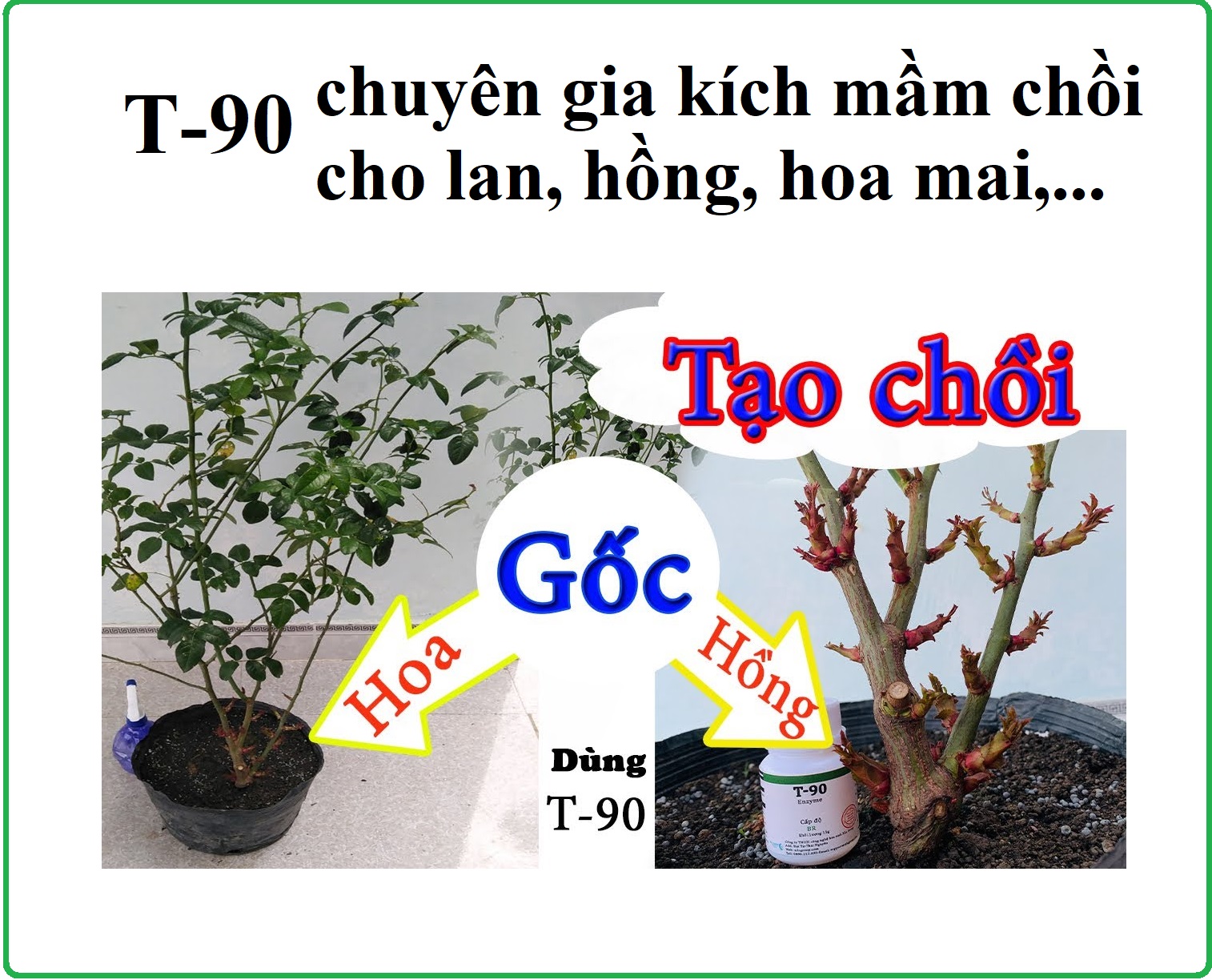 (Tặng siêu lân 40gr kích rễ ) Siêu phẩm kích mầm cho hoa hồng, mai vàng T90, bôi đến đâu bật chồi đến đó