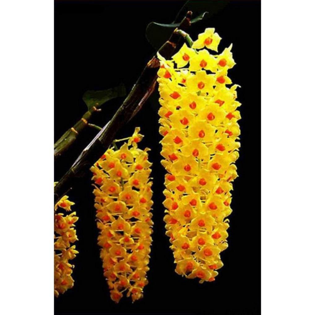 CHẬU LAN KIỀU VÀNG MỠ GÀ ,DÒNG LAN THỦY TIÊN - CHẬU TRỒNG THUẦN SIÊU ĐẸP + Tặng 01 cây dâu da đất
