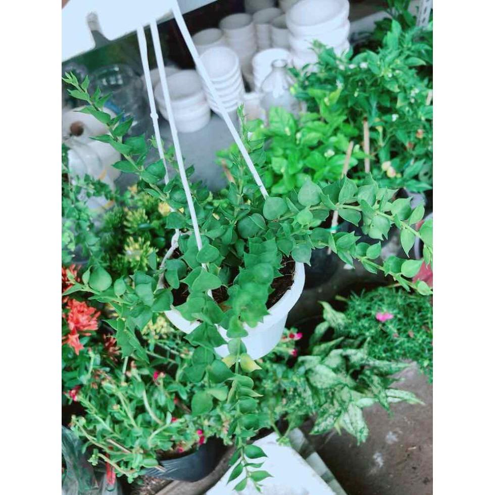 Chậu lá tim Bán Chạy