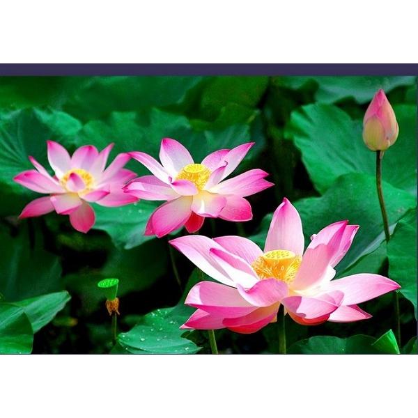 Hạt Giống Hoa Sen Hồng -