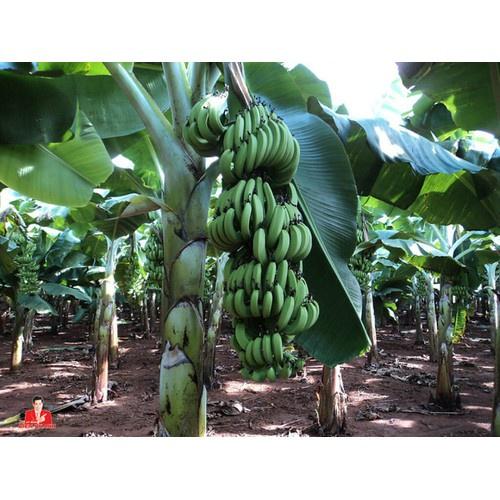 Com Bo 4 cây giống chuối già nam Mĩ cây giống chuẩn cho năng suất cao