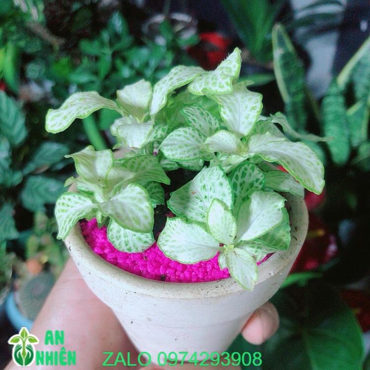 Chậu Cây Cẩm Nhung Màu Xanh Trắng