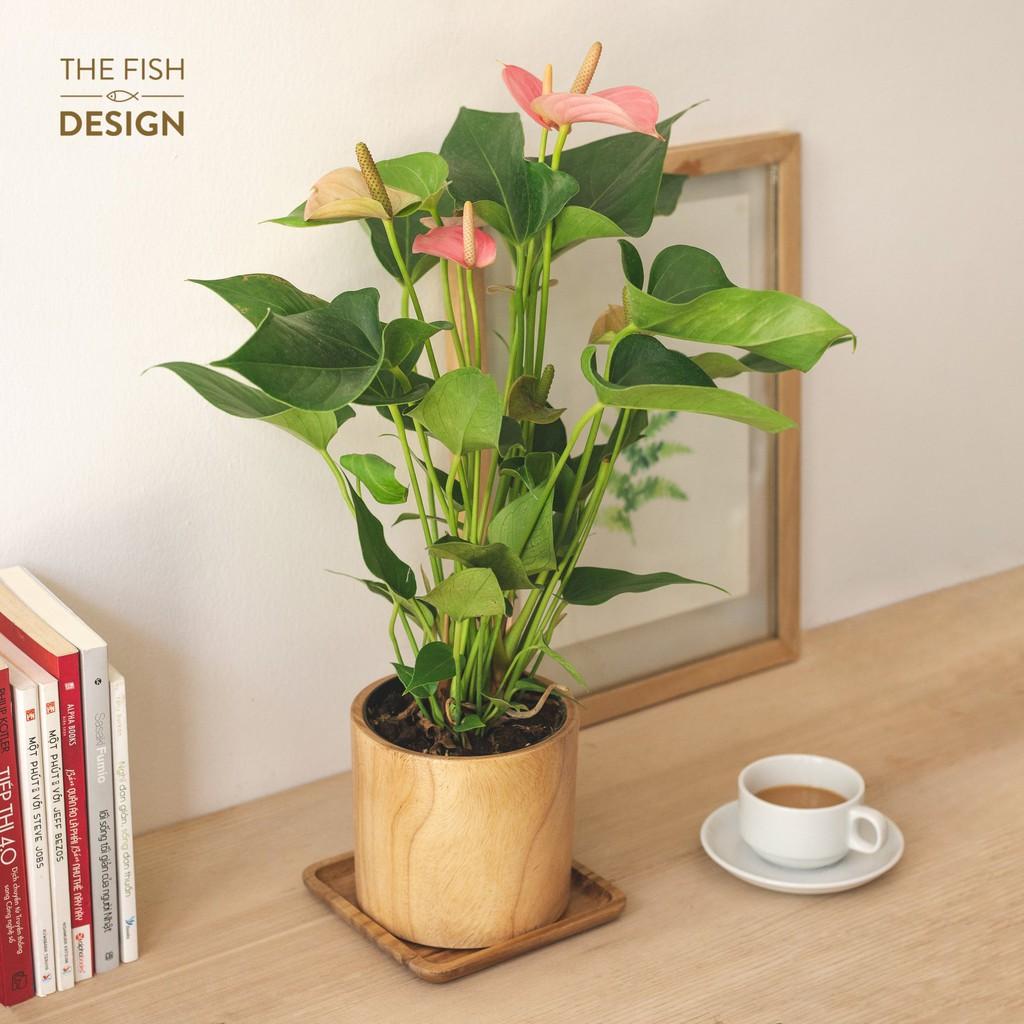 Chậu cây hồng môn | THE FISH SIZE L