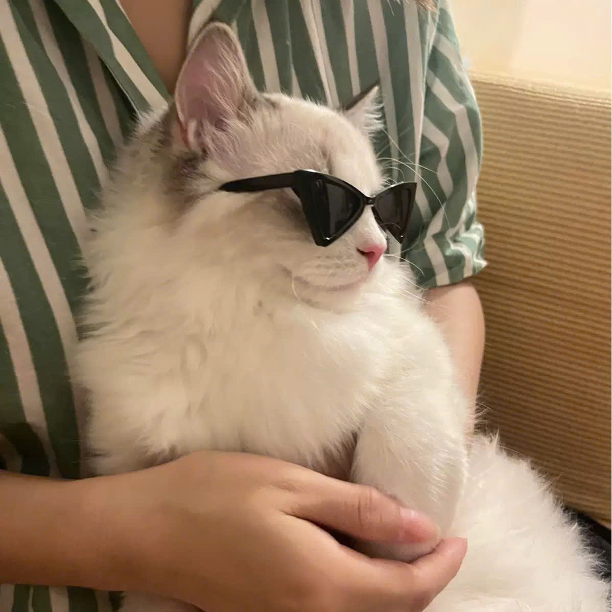 MẮT KÍNH KÍNH RÂM KÍNH MÁT NGỘ NGHĨNH TAM GIÁC SIÊU XINH SANG CHẢNH MÃ 1 CHO THÚ CƯNG CHÓ MÈO