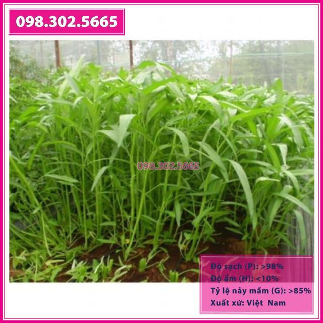 HẠT GIỐNG RAU MUỐNG LÁ TRE