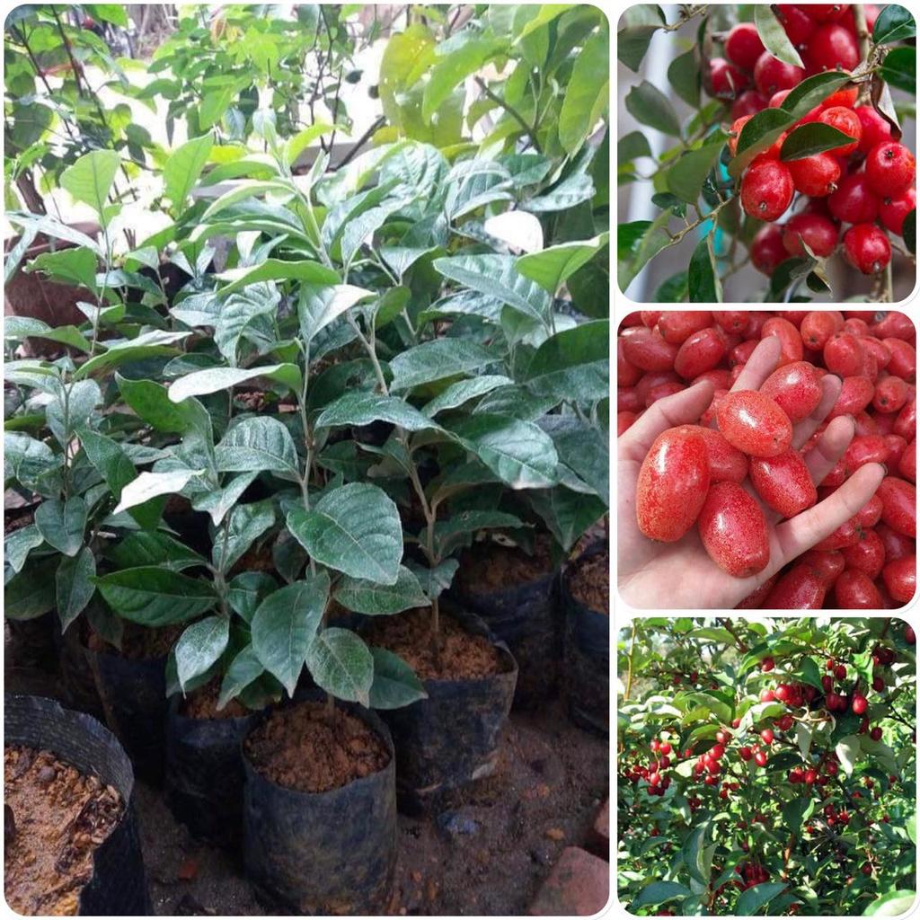 CÂY GIỐNG NHÓT NGỌT 1 năm tuổi. *
