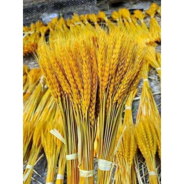 Bó Hoa 100 Bông Lúa Mạch Khô Decor Trang Trí