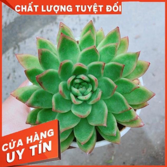 Sen Đá Viền Đỏ