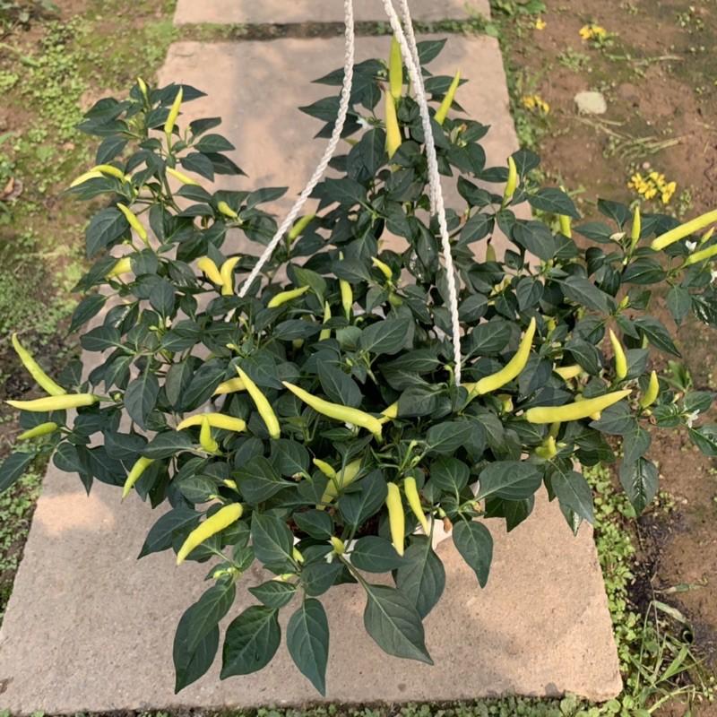 Cây ớt cảnh trồng chậu treo cao 20cm, cây ra quả quanh năm và cực sai quả, cây cảnh trang trí sân vườn và treo tường