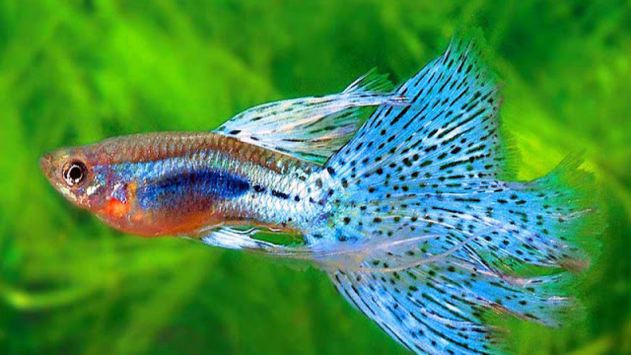 Thức ăn cho cá Guppy, cá 7 màu - Cám Thái INVE 3/5 cho cá nhỏ- chiết lẻ. rất thơm, cá ăn nhìu, mập ú, màu sắc đẹp. không đục nước.