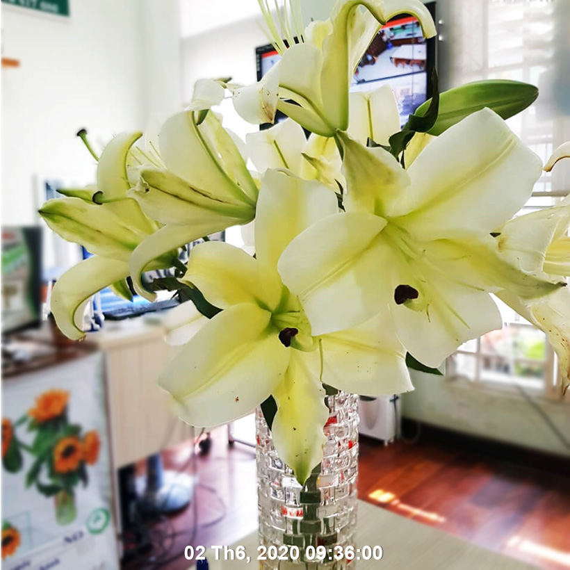 Set 50 gói Bột Dung Dịch Dưỡng Hoa LILY Longlife Nhập khẩu Israel giúp hoa Lily tươi lâu gấp 2 lần, cánh hoa đậm màu và 14 ngày không thay nước cắm hoa