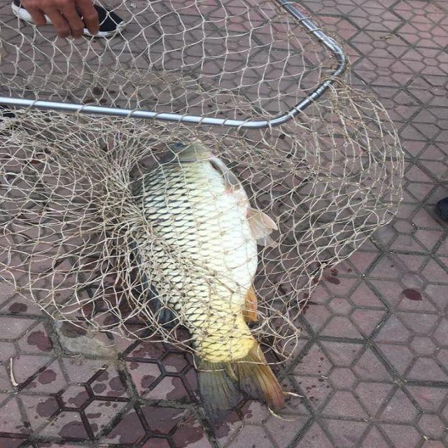 Mồi Câu Trắm , Chép dạng viên