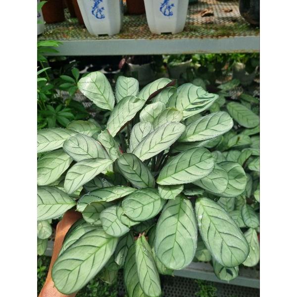 Chậu cây đuôi công  Calathea musaica