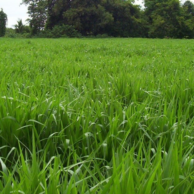Hạt giống cỏ Mulato II - Cỏ Sả Dinh Dưỡng - Hạt Giống Cỏ Chăn Nuôi Trâu-bò-dê-cừu-cá