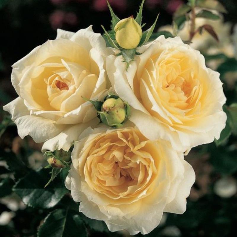 Hoa hồng Tchaikovsky Rose - hồng bụi, màu trắng kem, hoa thơm