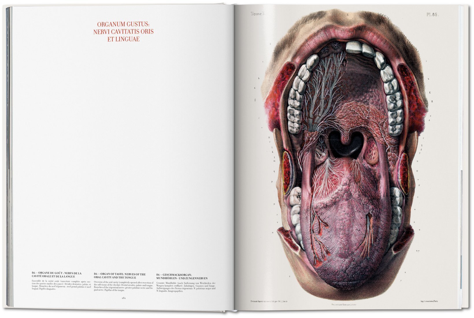 Artbook - Sách Tiếng Anh - Atlas of Human Anatomy and Surgery