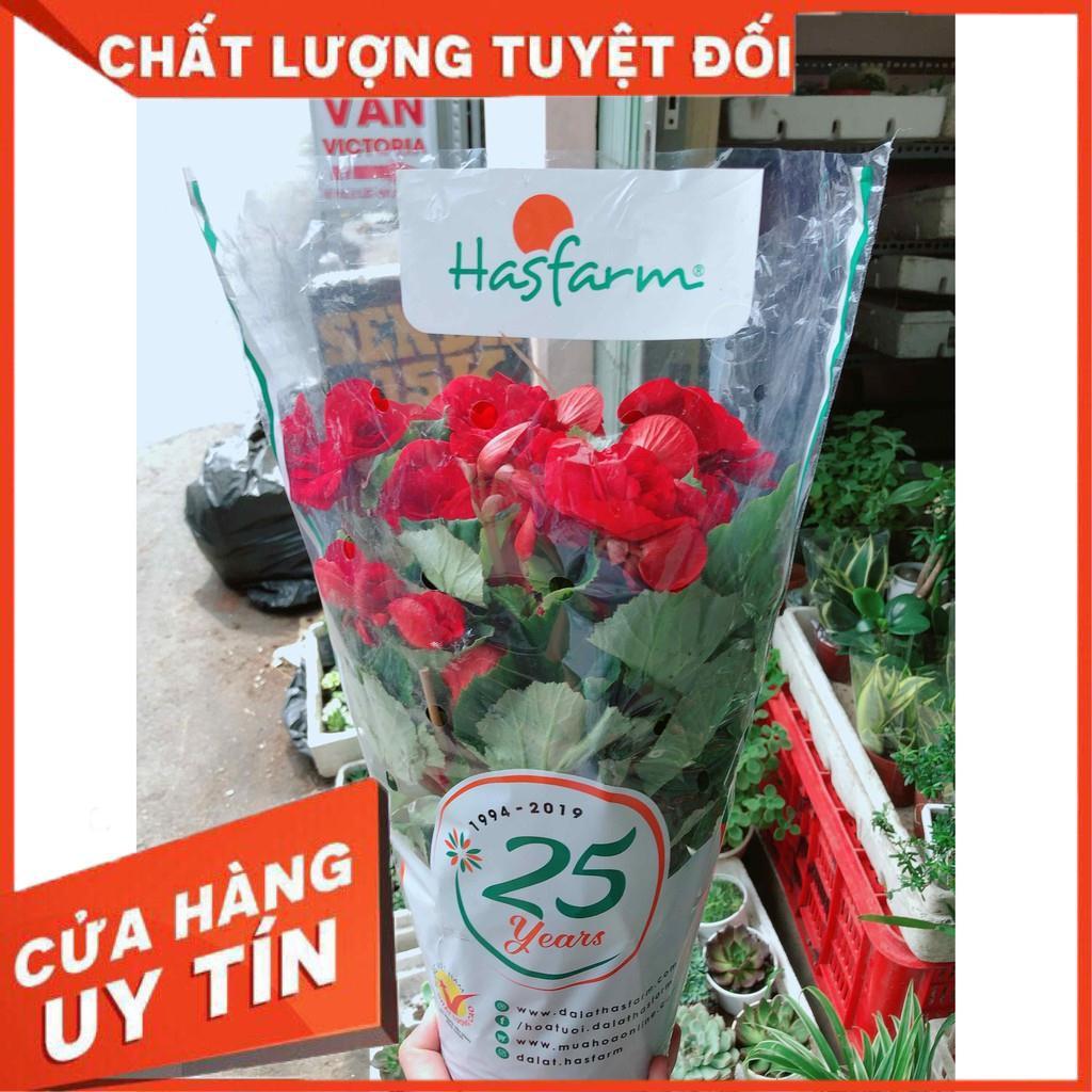 Hải đường kèm chậu sứ trắng Nhiều Người Mua