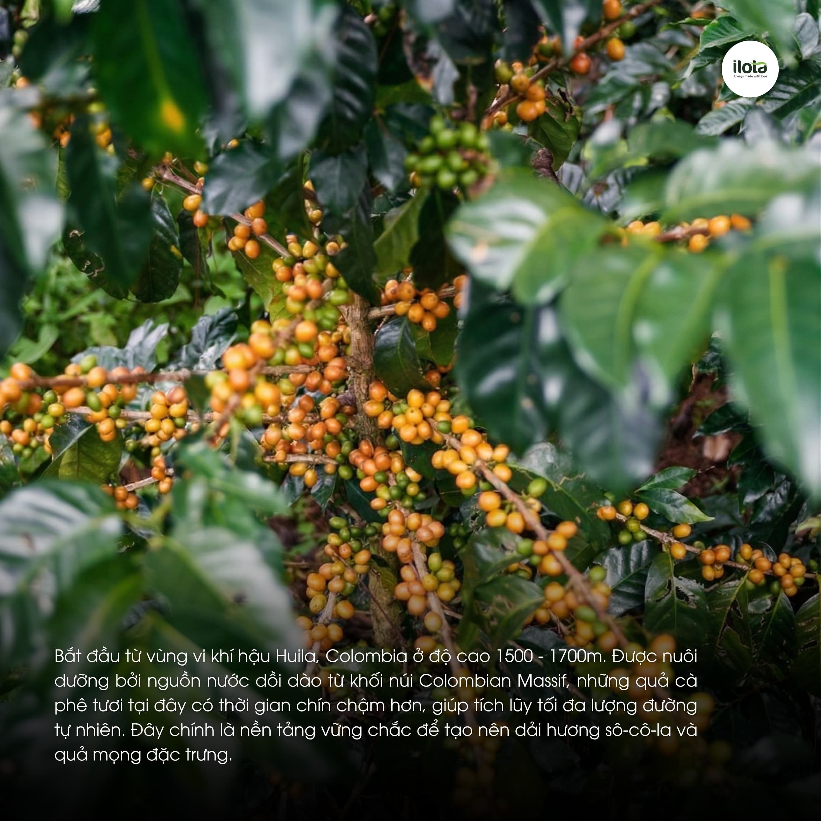 Cà phê Colombia Huila Supremo ILOTA Rang Mộc 250g