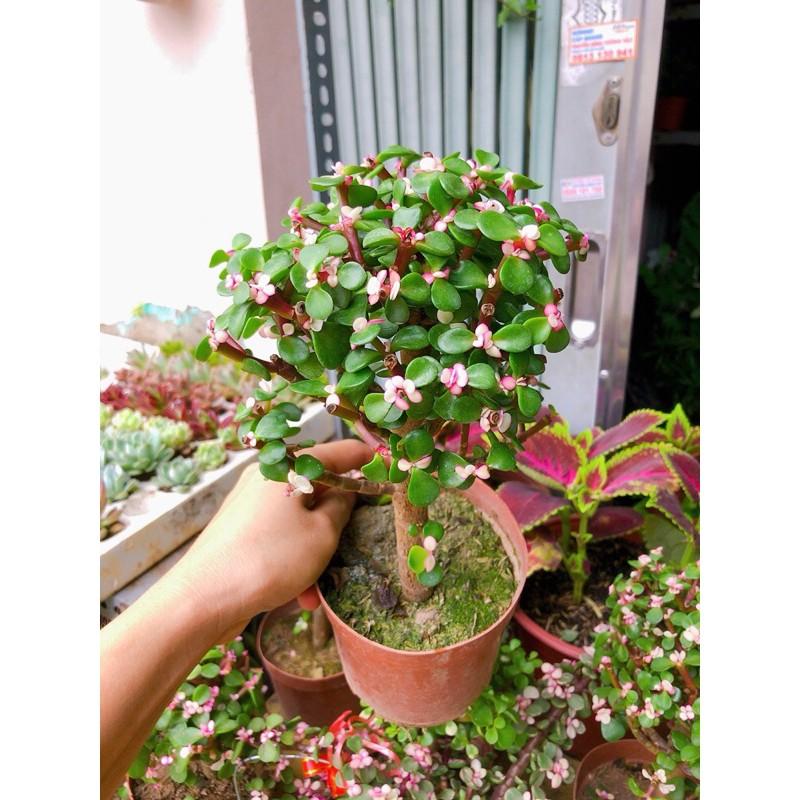 Cây Cành Vàng Lá Ngọc