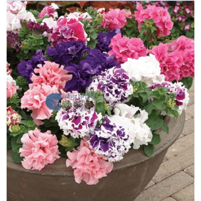 Hạt giống hoa dạ yến thảo kép nhiều màu KNS361 - Gói 20 hạt