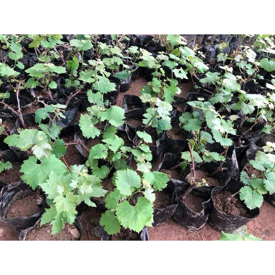 Combo 2 cây nho ngón tay