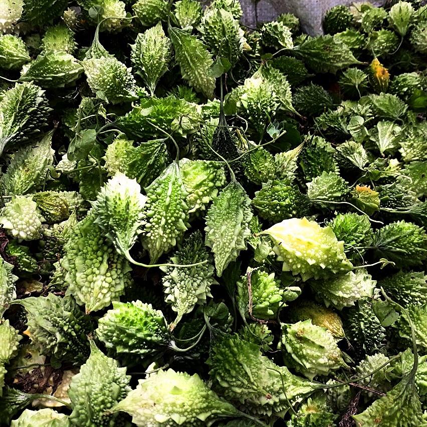 Hạt giống Khổ Qua Rừng gói 1gr
