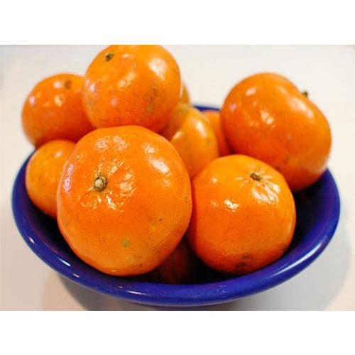 CÂY GIỐNG QUÝT THÁI KHÔNG HẠT SIÊU SỚM