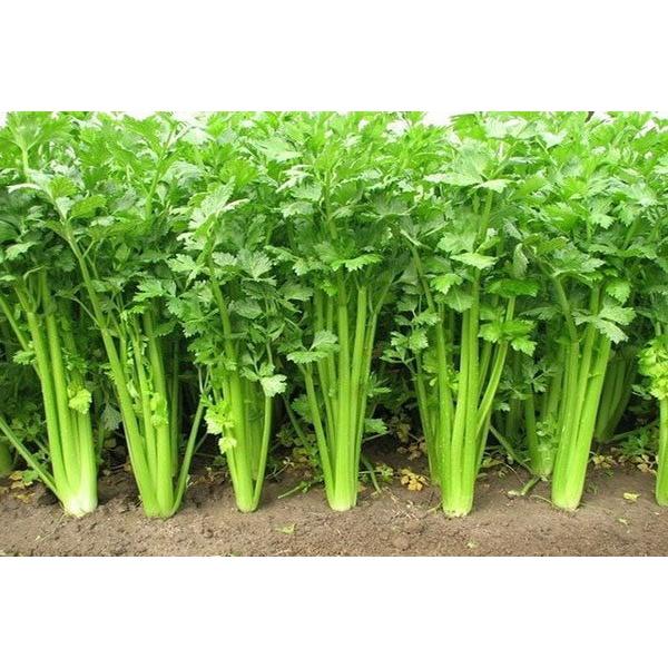 Hạt giống Cần Tây 10g. Dùng làm nước ép cần tây