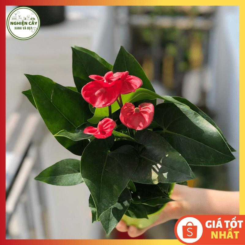 Cây hồng môn đỏ để bàn siêu hoa