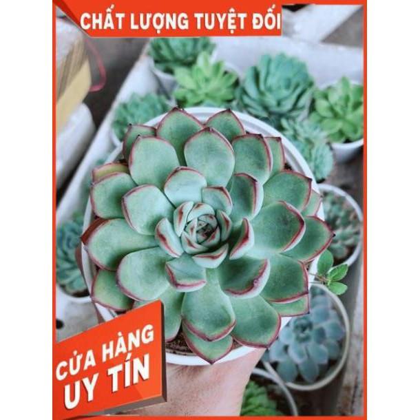 Sen Đá Size Trung Đồng Giá 45k