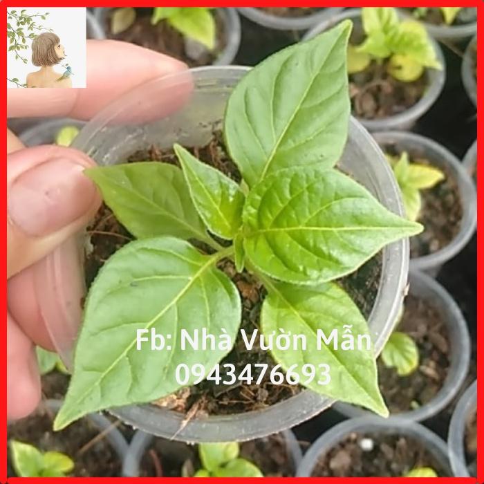 Cây Ớt Mắc Nhất Thế Giới Aji Charapita