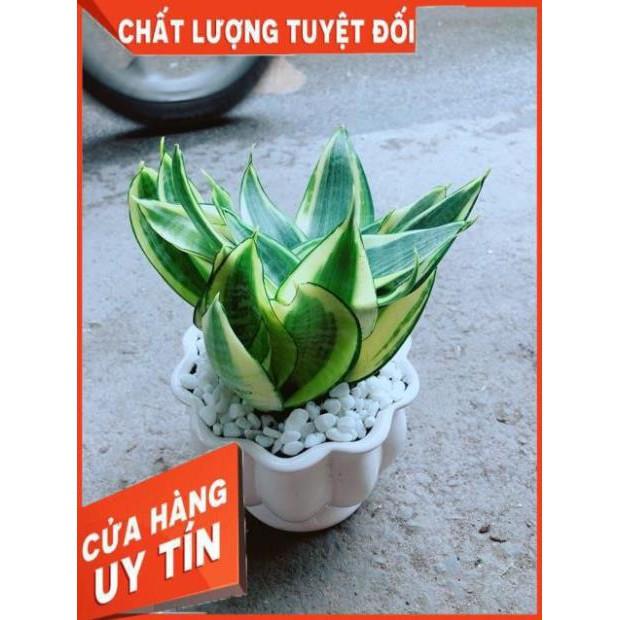 Chậu Lưỡi Hồ Thái Vàng