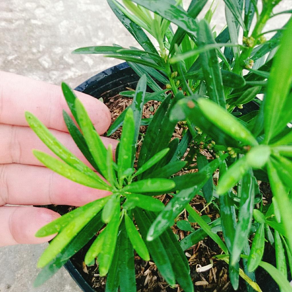 Vạn Niên Tùng - Cây Tùng La Hán