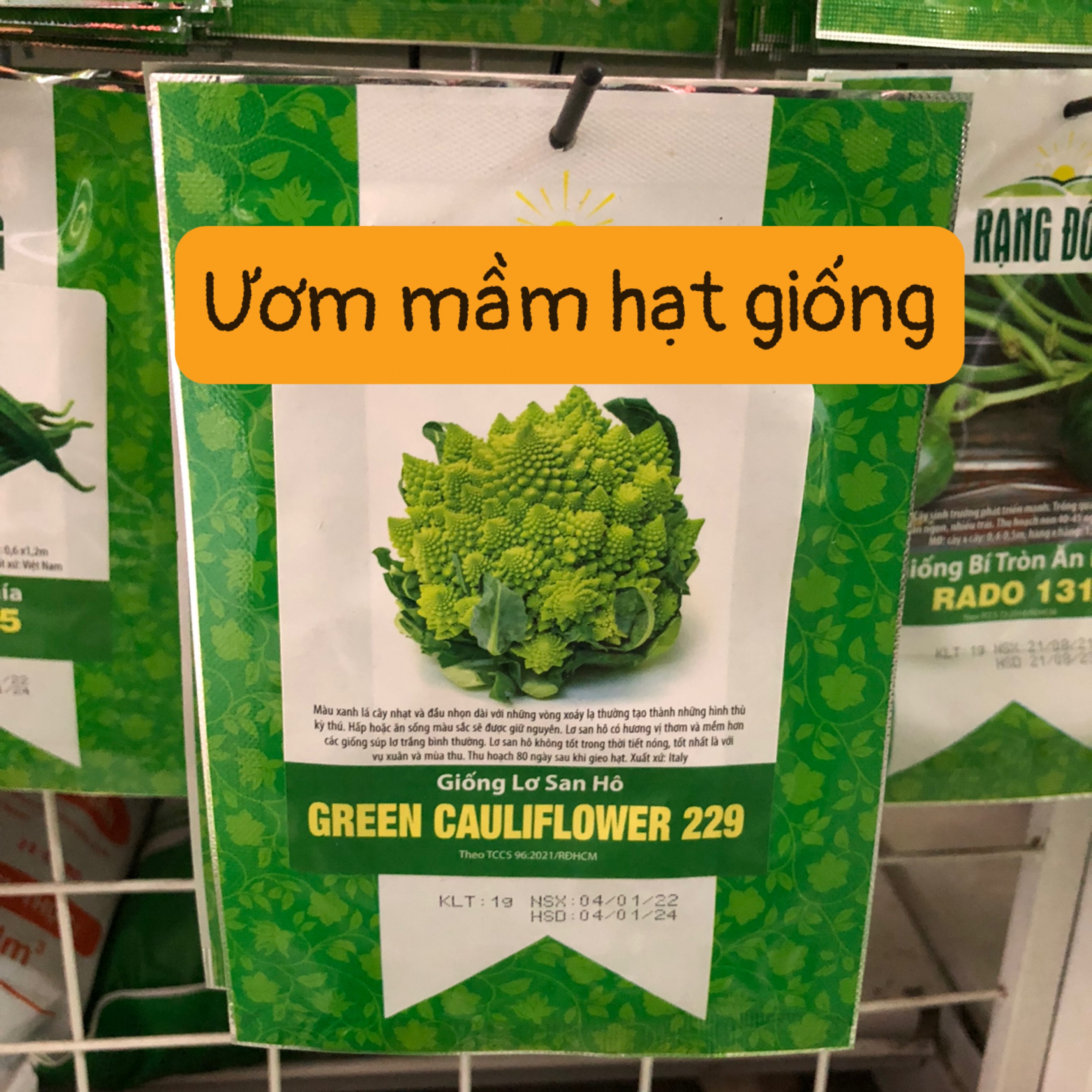 Hạt Giống Lơ San Hô GREEN CAULIFLOWER 229 (9g)