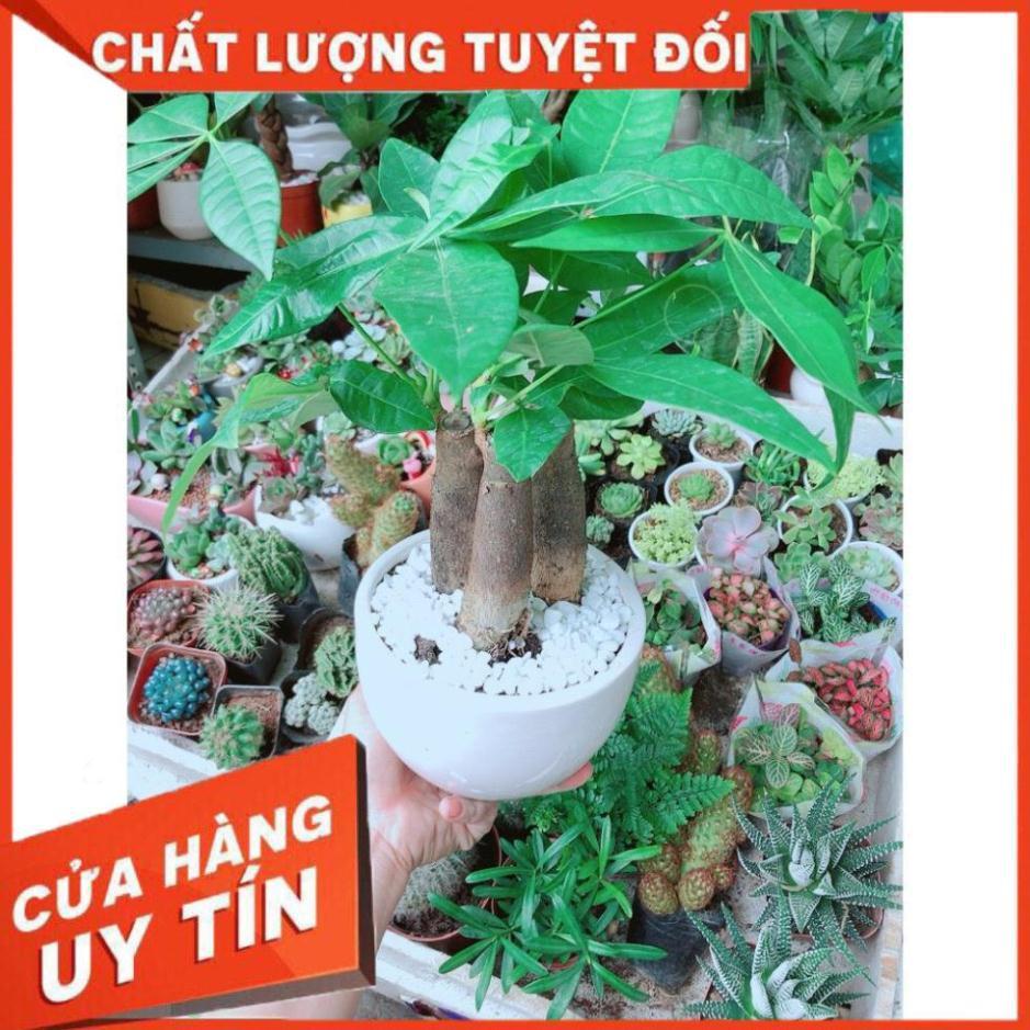 Cây Kim Ngân 3 Thân