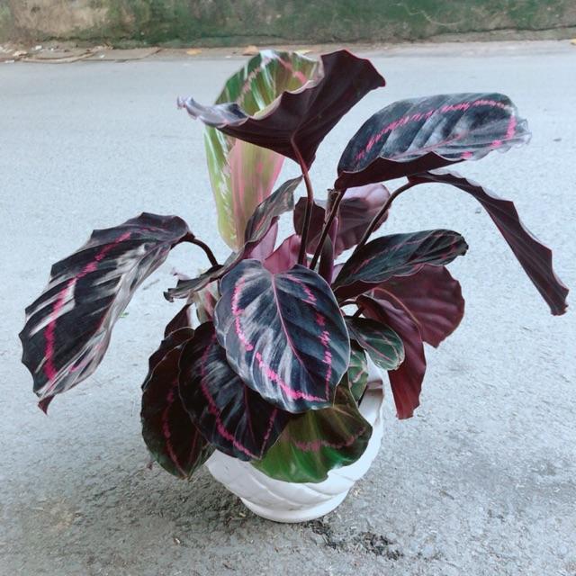 Chậu Đuôi Công Tím