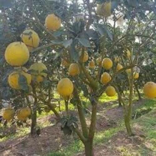 CÂY GIỐNG BƯỞI DIỄN