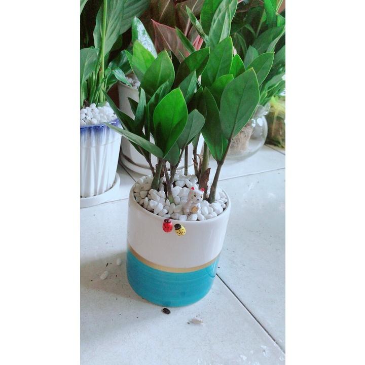 Chậu Cây Kim Tiền Thái Để Bàn