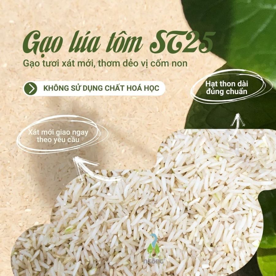 Gạo Ngỗng ST25 Sinh Thái Xát Lứt 3kg (Túi)