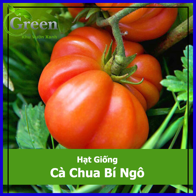 Hạt Giống Cà Chua Bí Ngô Khổng Lồ
