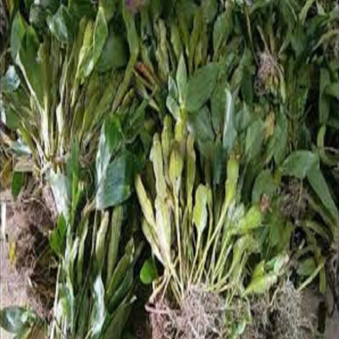 Hoa phong lan - kiều dẹt + 700g phân thỏ hữu cơ ki mập khỏe ấm chậu
