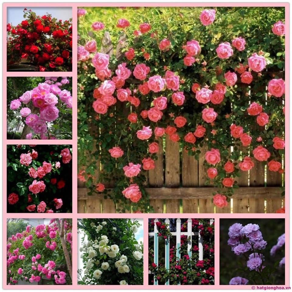 Hạt giống hoa hồng leo Pháp nhiều màu KNS3422 - Gói 10 hạt