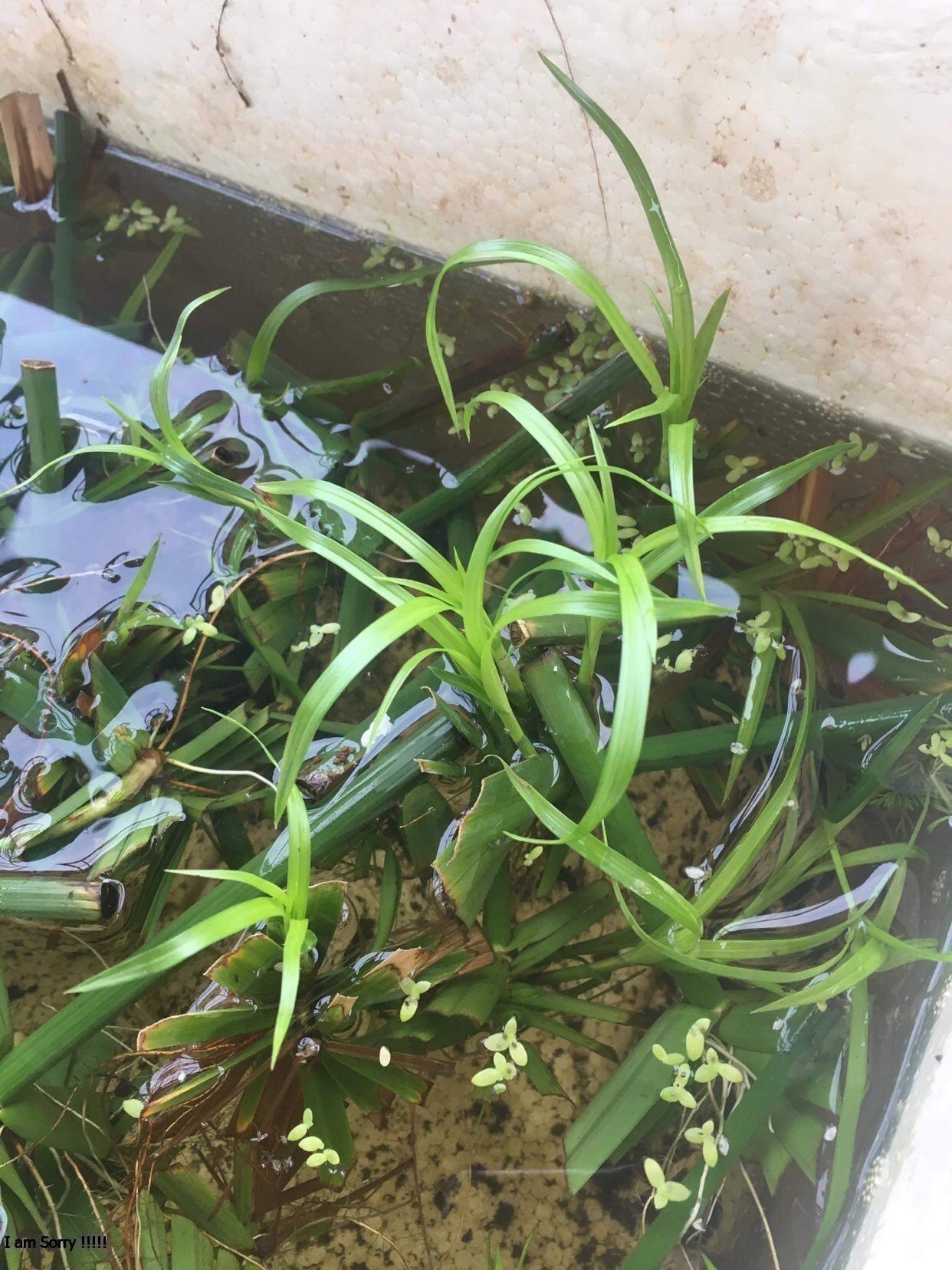 Cây thuỷ trúc thuỷ sinh 1 cây có dễ dài