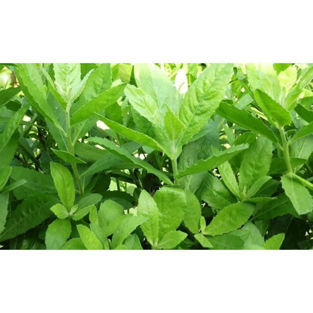 01Kg Cây Đại Bi Khô 981SP