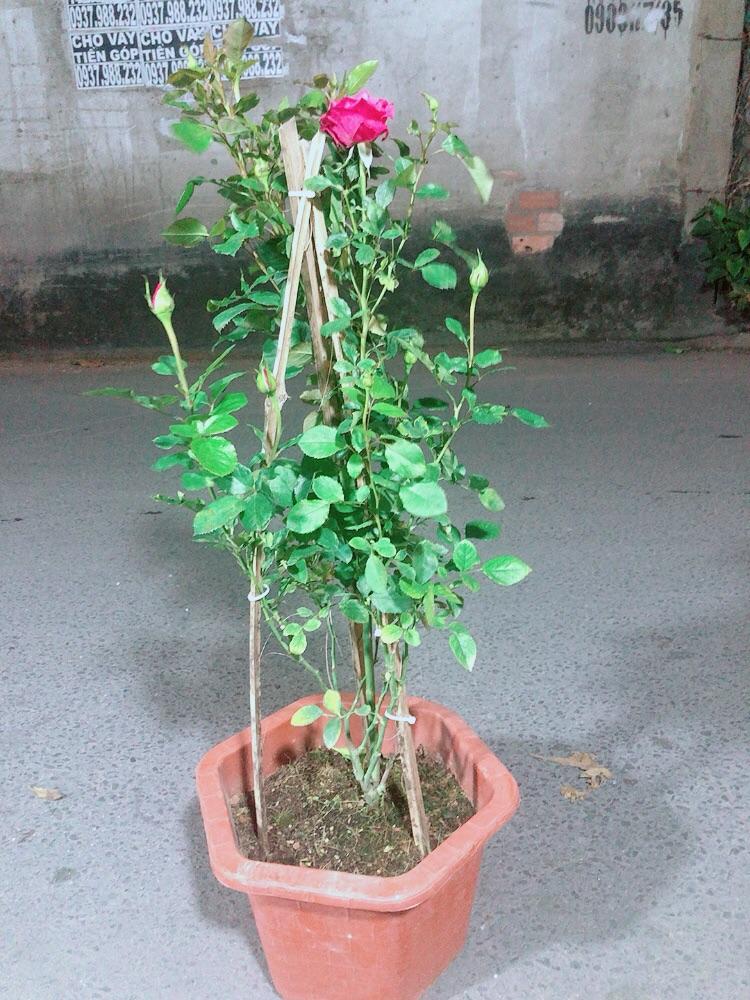 Chậu Hoa Hồng Leo