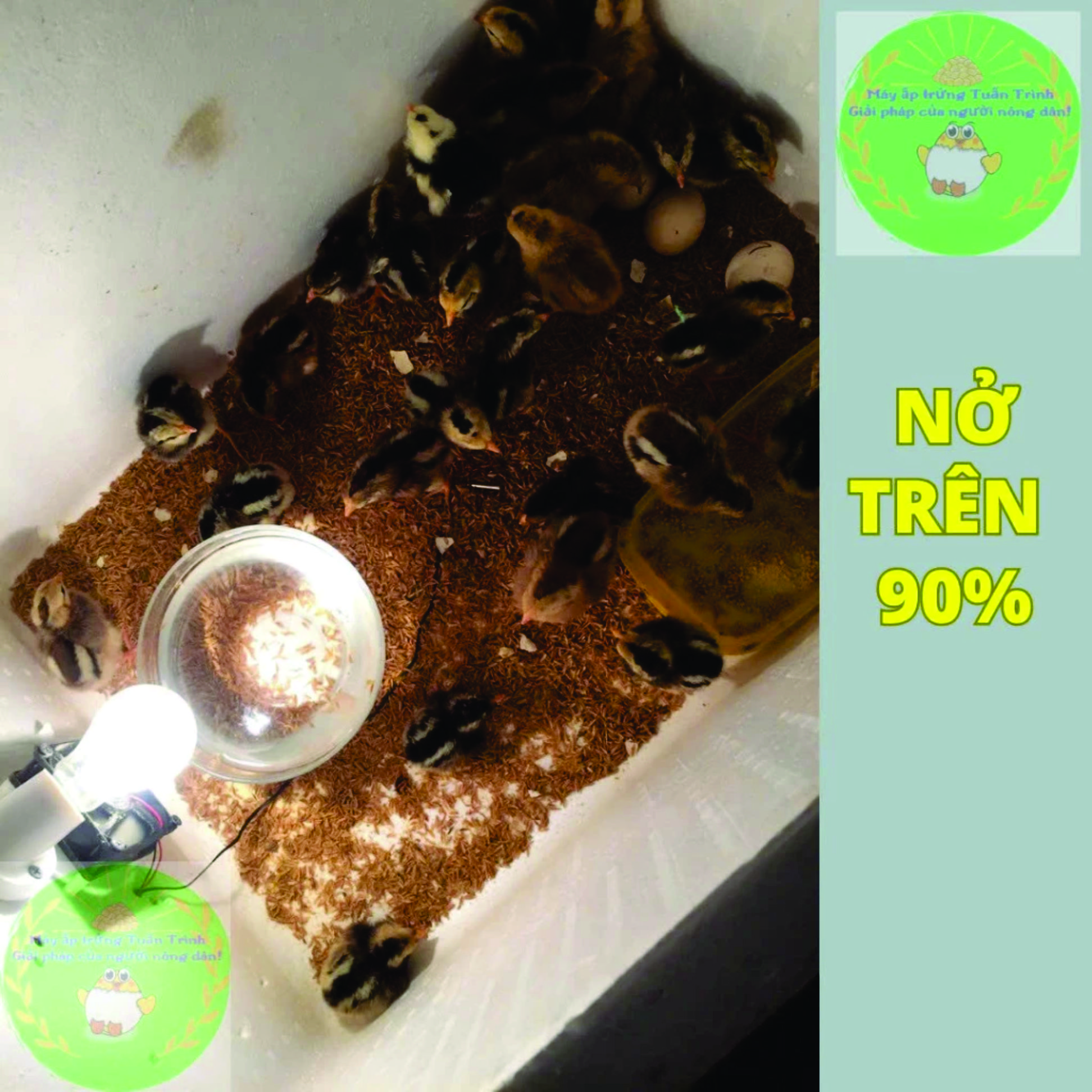 Máy ấp trứng cho gà vịt ngan ngỗng