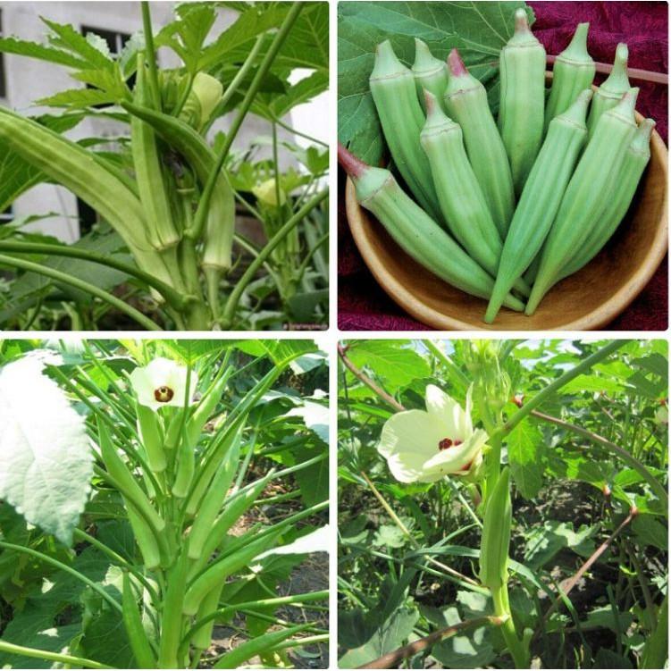 Hạt giống đậu bắp xanh cao sản 10gr/gói