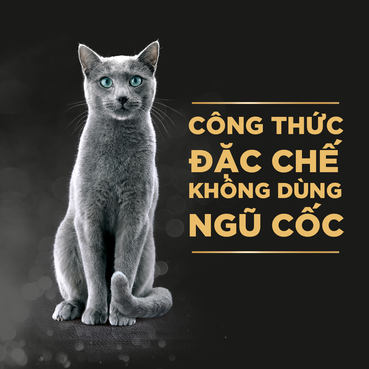 SHEBA Pate cho mèo sành ăn - Thức ăn cho mèo trưởng thành dạng sốt, 70g, 24 gói